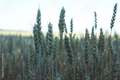 Beautiful view of a field with wheat and a blue sky in summer
