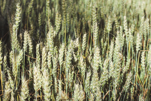 Beautiful view of a field with wheat and a blue sky in summer
