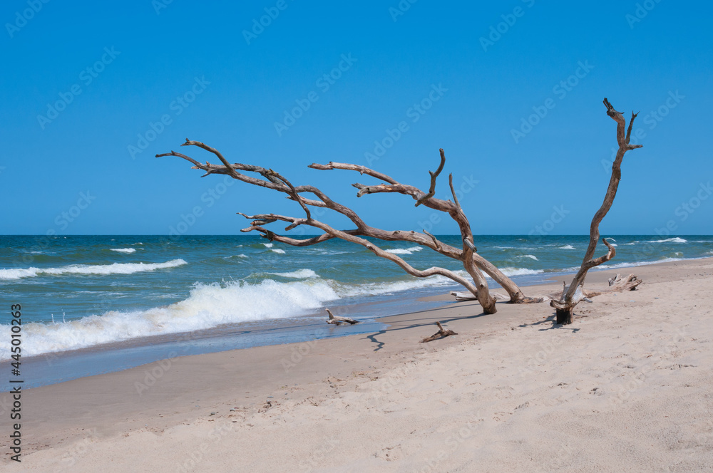 Sea coast and withered tree. Tranquil landscape Sea coast and withered tree. Tranquil landscape