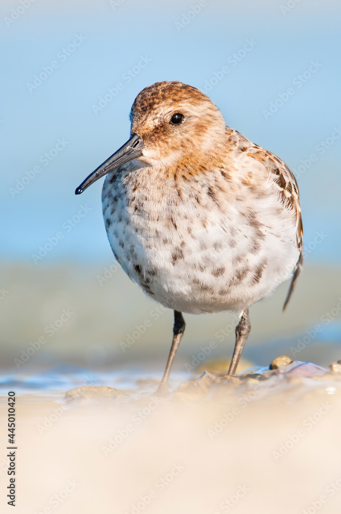 Dunlin (Calidris alpina), with beautiful blue coloured background. Colorful water bird sitting on the ground near the lake in the evening. Wildlife scene from nature, Czech Republic Dunlin (Calidris alpina), with beautiful blue coloured background. Colorful water bird sitting on the ground near the lake in the evening. Wildlife scene from nature, Czech Republic