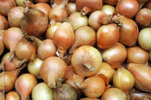 Heap of ripe raw onions.