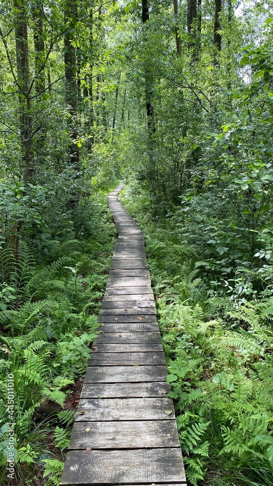Wooden footbridge in the park near Wlodawa Wooden footbridge in the park near Wlodawa