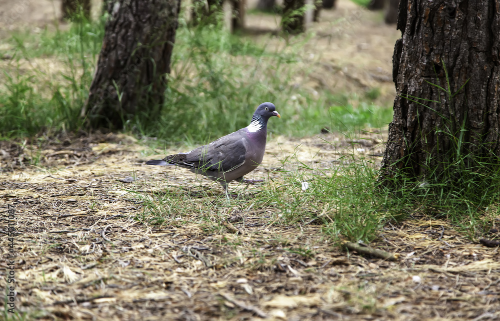 Obraz premium Pigeon in a forest