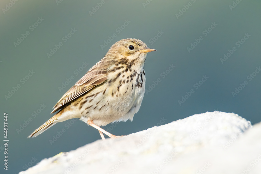 Meadow pipit (Anthus pratensis), with beautiful green coloured background. Colorful song bird with yellow feather sitting on the ground in the mountains. Wildlife scene from nature, Czech Republic Meadow pipit (Anthus pratensis), with beautiful green coloured background. Colorful song bird with yellow feather sitting on the ground in the mountains. Wildlife scene from nature, Czech Republic