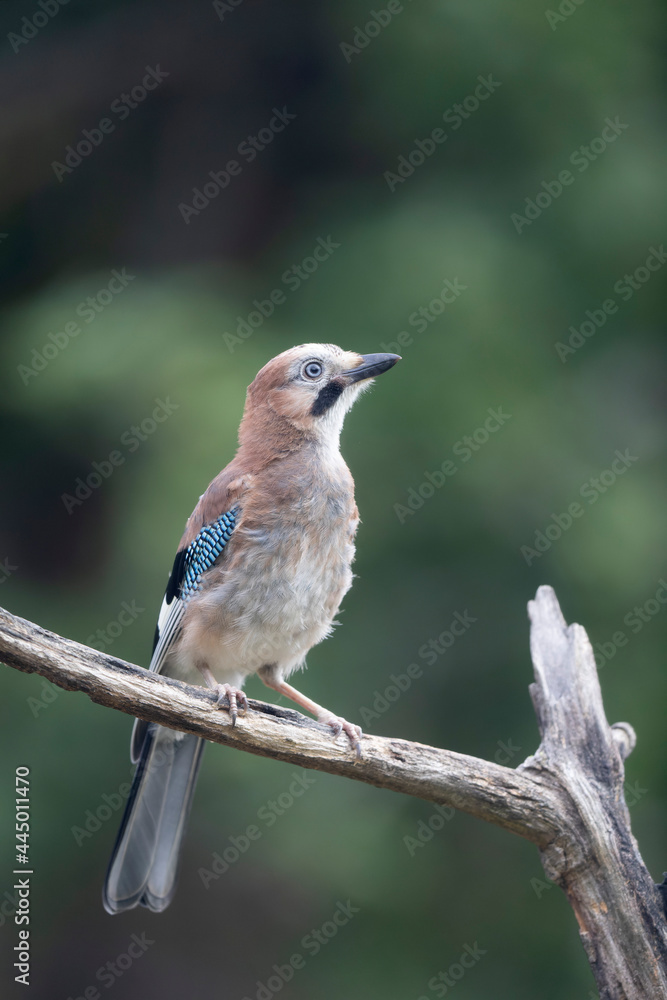 European Jay Garrulus glandarius sitting on a branch European Jay Garrulus glandarius sitting on a branch