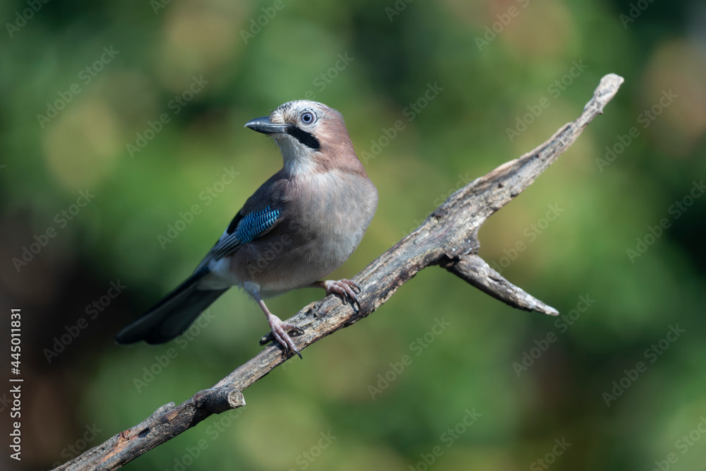 European Jay Garrulus glandarius sitting on a branch