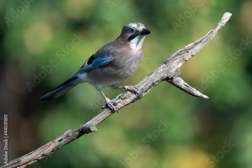 European Jay Garrulus glandarius sitting on a branch