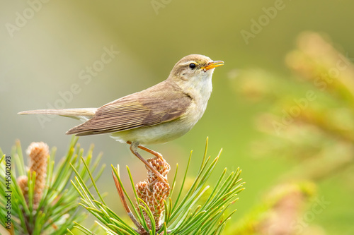 Willow warbler (Phylloscopus trochilus), with beautiful green background. Colorful songbird with yellow feather sitting on the branch in the mountains. Wildlife scene from nature, Czech Republic