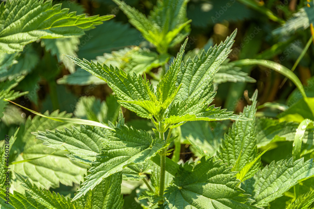 A stinging nettle plant close up A stinging nettle plant close up