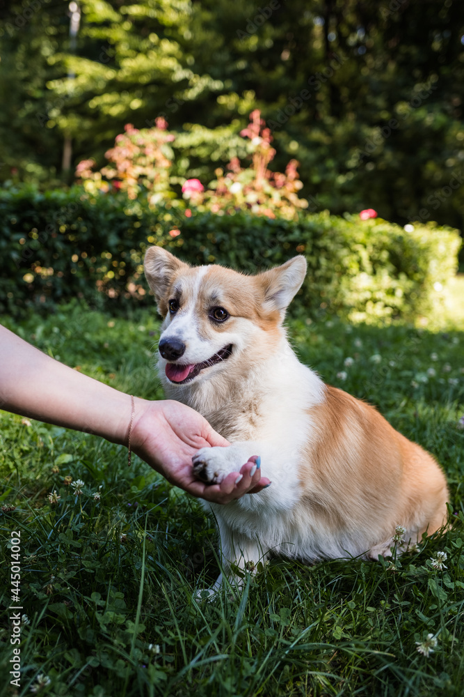 pembroke corgi dog gives a paw to a man on the green grass on the lawn