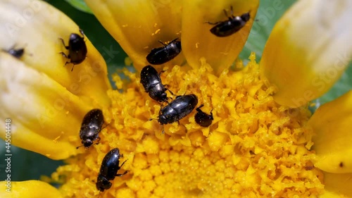 Pflanzenschädling Rapsglanzkäfer – Brassicogethes – auf einer gelben Blüte photo