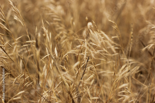 golden wheat field in summer © Yekaterina