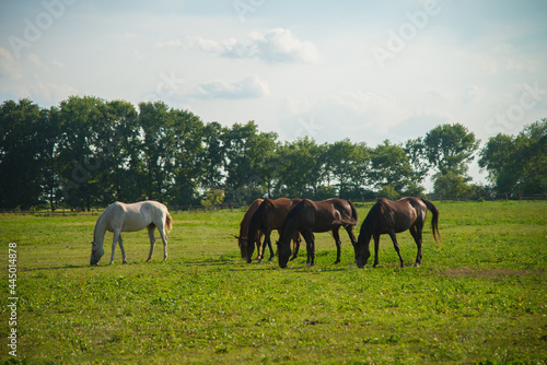 Horses in the meadow © Dusan