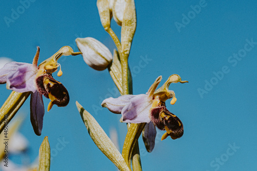 Φωτογραφία Bee orchid wild flower, ophrys apifera
