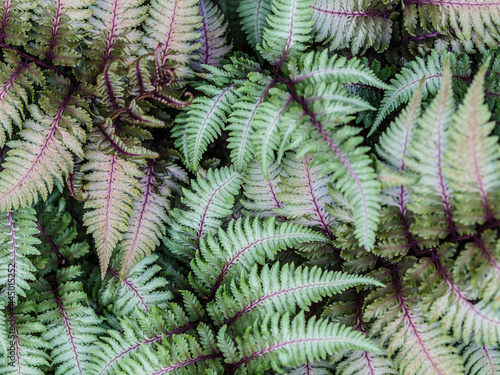 Fotografia Ferns Abstract. Close-up of ferns in a garden.