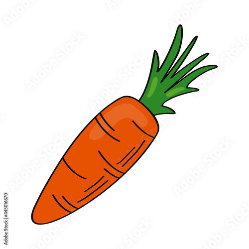 fresh carrot vegetable