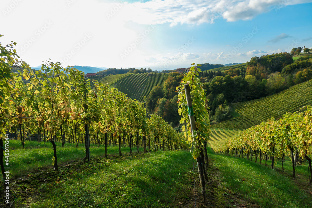 A lush wine region in South Styria, Austria. The wine plantations are stretching over a vast territory, over the many hills. There grapes are already ripening. Wine region. A bit of overcast.