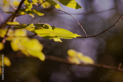 autumn leaves on a tree
