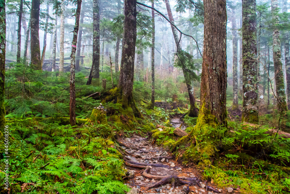 Fototapeta premium 北アルプス 蝶ヶ岳・登山道