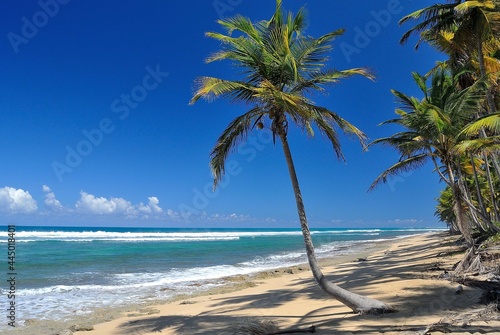 Fototapeta Naklejka Na Ścianę i Meble -  Palm tree on the beach