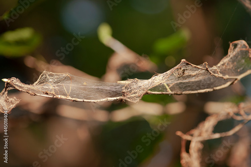big spider web on branch 