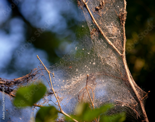 big spider web on branch 
