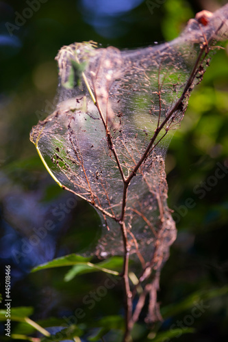 big spider web on branch 