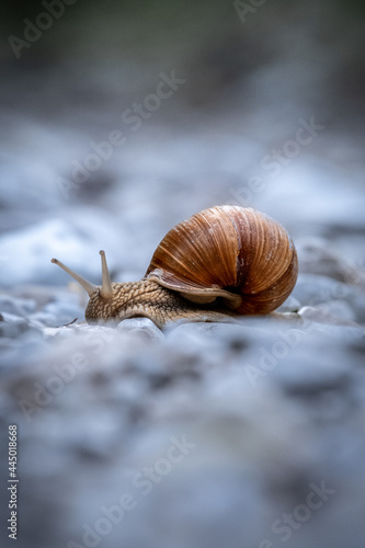 Snail on dirt road with blurry background