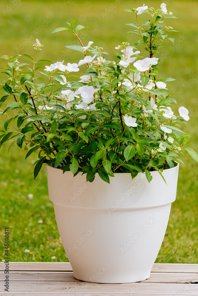 flower in a pot. white hydrangea of the cultivar flower in a pot. white hydrangea of the cultivar