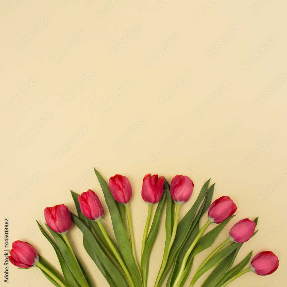 Fototapeta Czerwone tulipany ułożone w półkole na jasnożółtym tle z miejsca kopiowania. Koncepcja kwiat. Minimalny układ płaski.