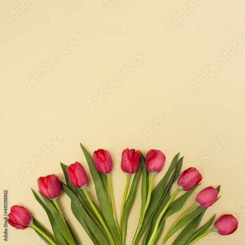 Fototapeta Naklejka Na Ścianę i Meble -  Red tulips arranged in semi circle on light yellow background with copy space. Flower concept. Minimal flat lay.