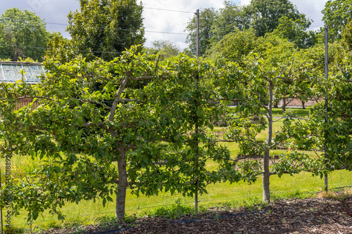 Trellis apple trees in the park. Fruit decorative trees on trellises.