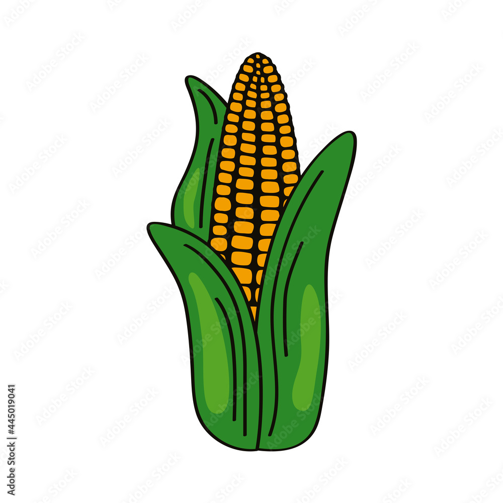 Obraz premium corn vegetable fresh
