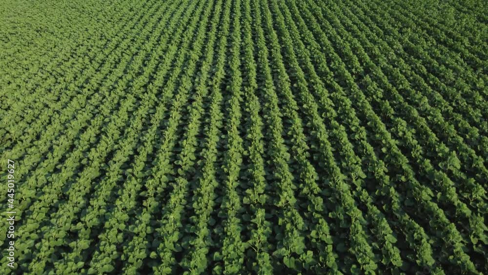 young sunflower aerial view. video from a quadrocopter young sunflower aerial view. video from a quadrocopter