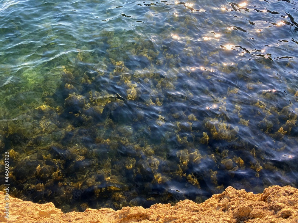 Sea transparent clear turquoise water. Sunshine on sea waves. Dense seaweed on ocean floor.