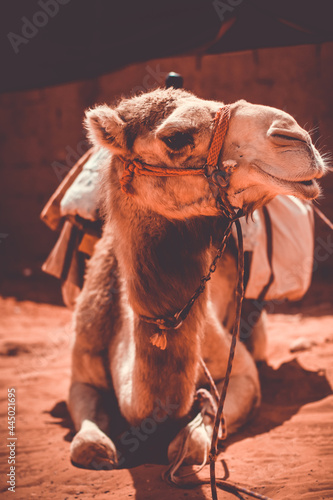 Wielbłąd z Jordanii