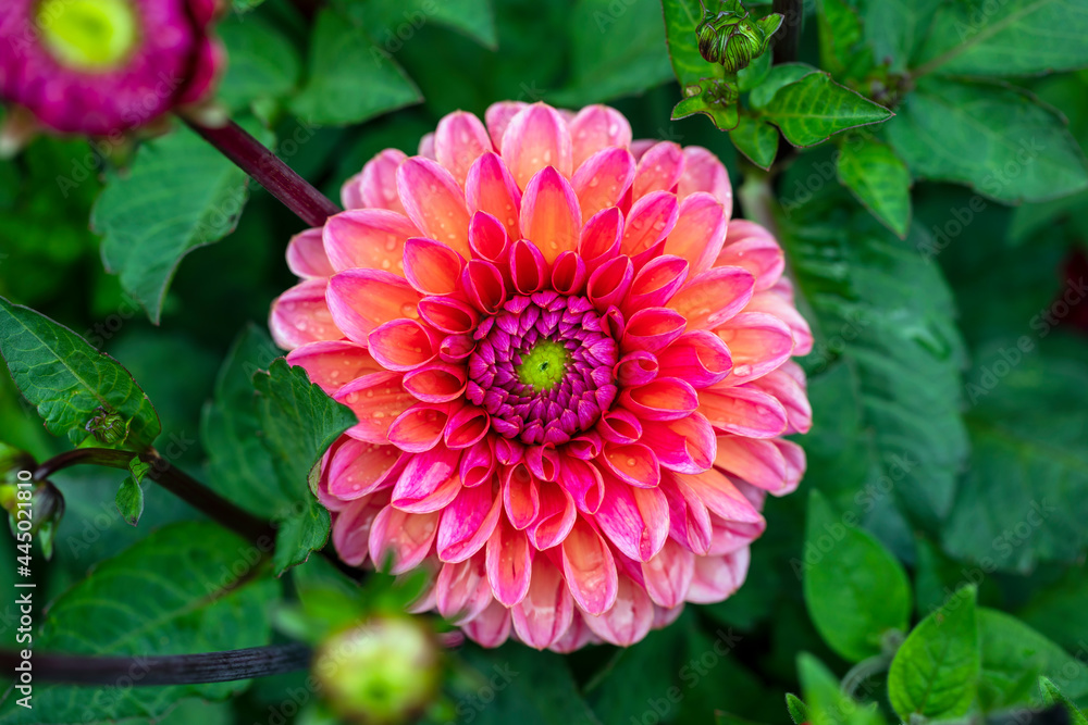 Pink dahlias blooming in the middle of the summer