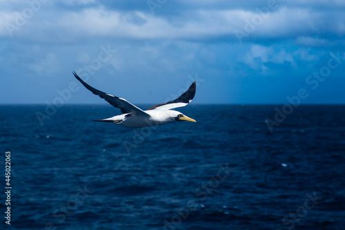 Nazca Booby (Sula granti) flies beautifully against the backdrop of the ocean.
