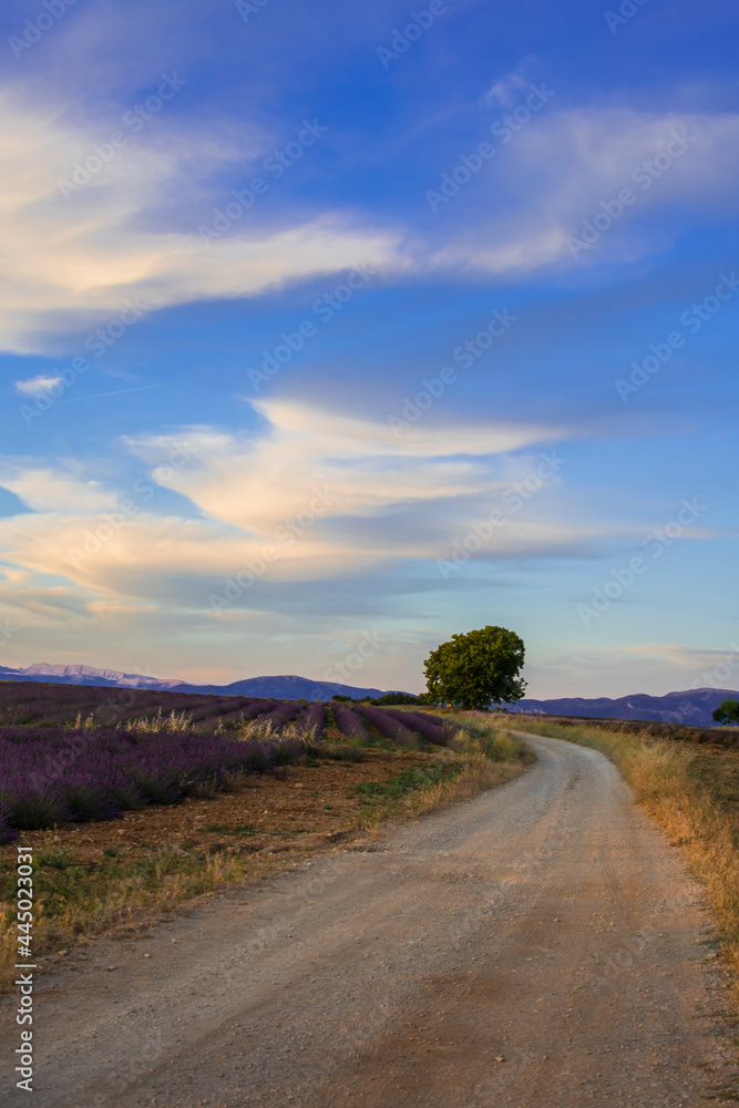 Path between the lavender field in the sunset