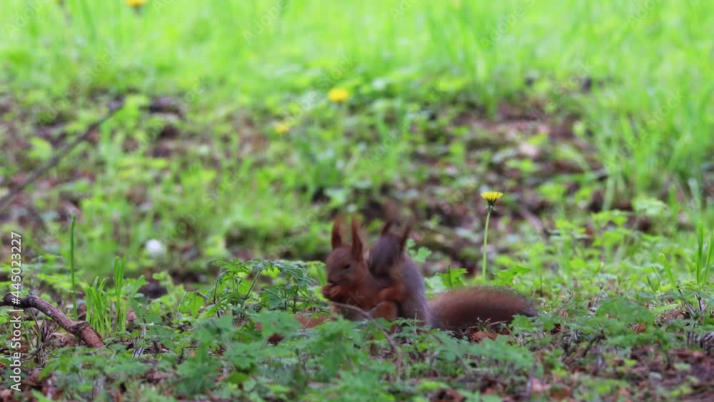Squirrel playing in the local park during springtime foliage season. Squirrel playing in the local park during springtime foliage season.