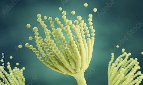 Penicillium fungi are causing the spoilage of food and are used for production of the first antibiotic penicillin photo