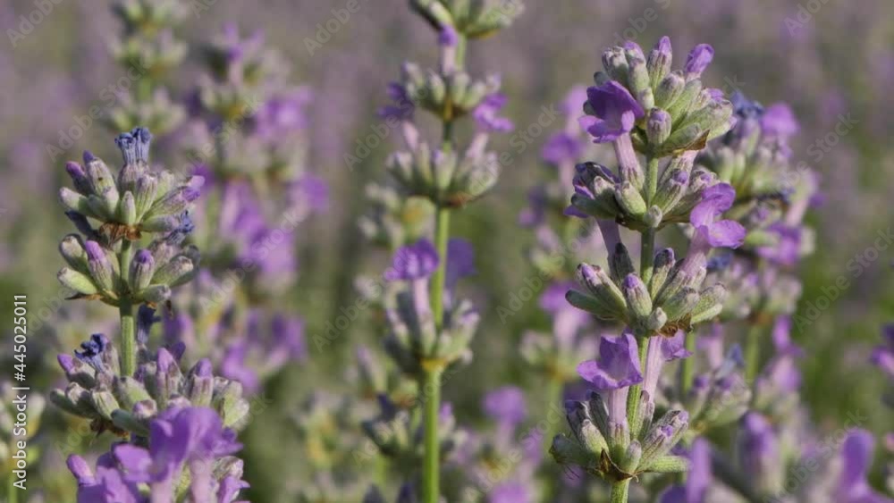Lavender flowers close up. Lavender flowers are grown in meadows Lavender flowers close up. Lavender flowers are grown in meadows