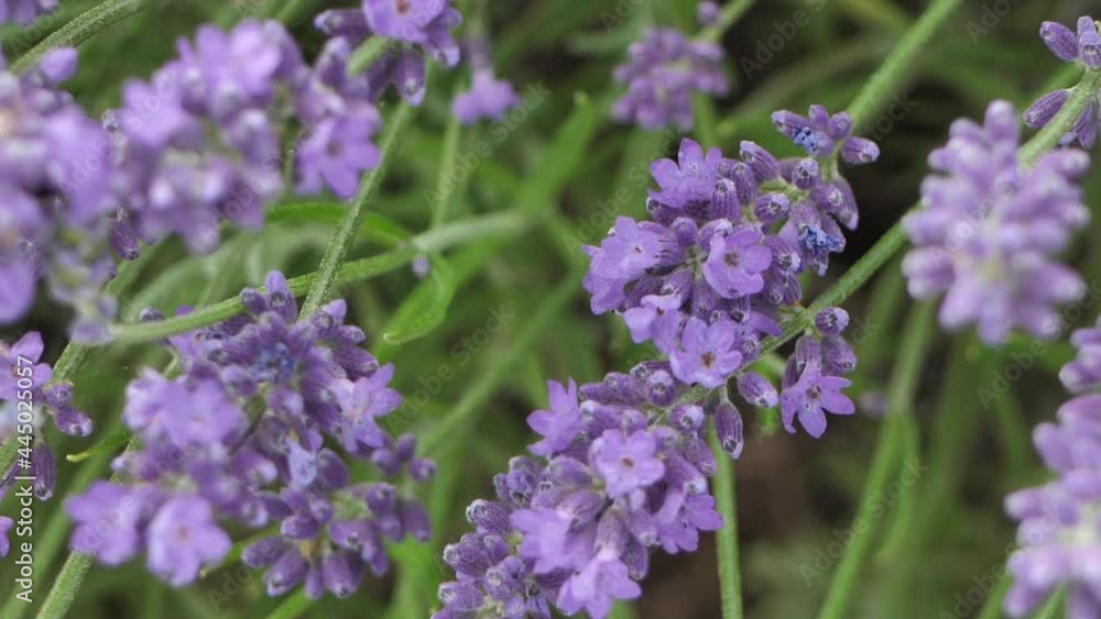 Lavender flowers close up. Lavender flowers are grown in meadows Lavender flowers close up. Lavender flowers are grown in meadows