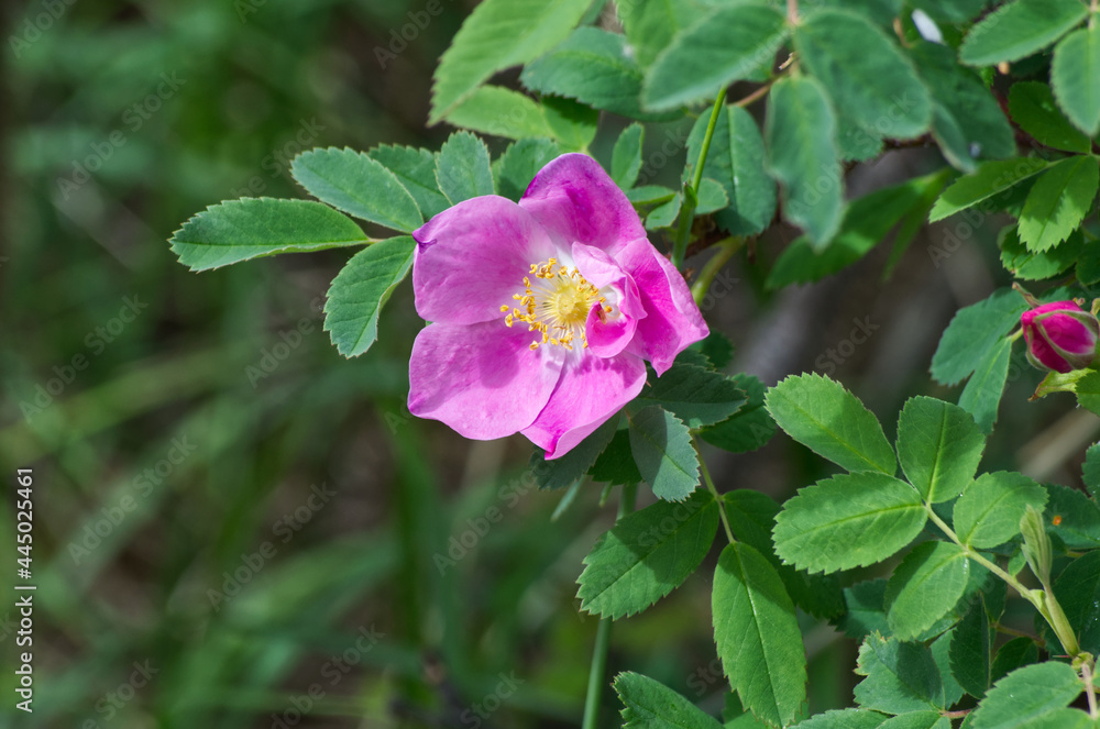 Wild Rose Blooming in Jasper National Park