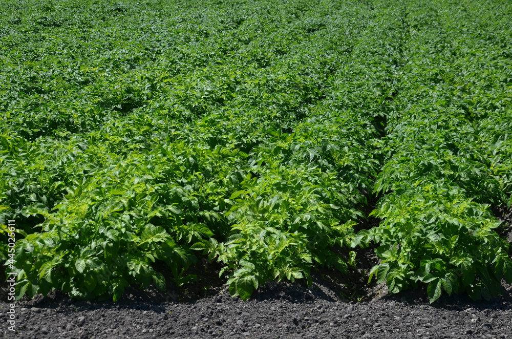 potatoes in the field