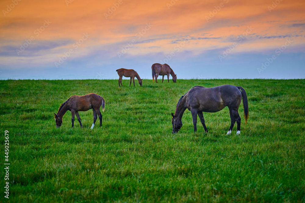 Obraz premium Mares and foals grazing on fresh green grass at sunset.