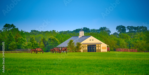 Thoroughbred horses grazing in a field with horse barn. photo