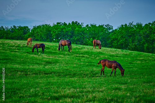 Fototapeta Naklejka Na Ścianę i Meble -  Thoroughbred horse gazing in a field at dusk.