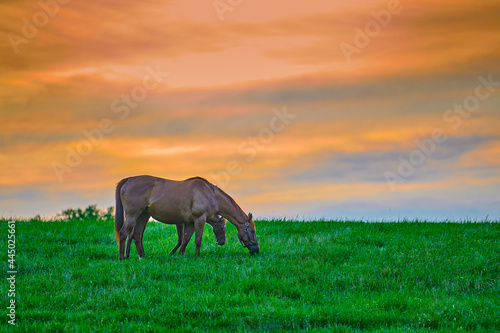 Mare and foal grazing on fresh green grass at sunset. © Patrick Jennings
