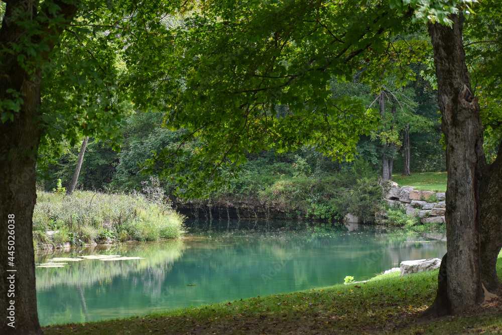 Obraz premium lake in the forest